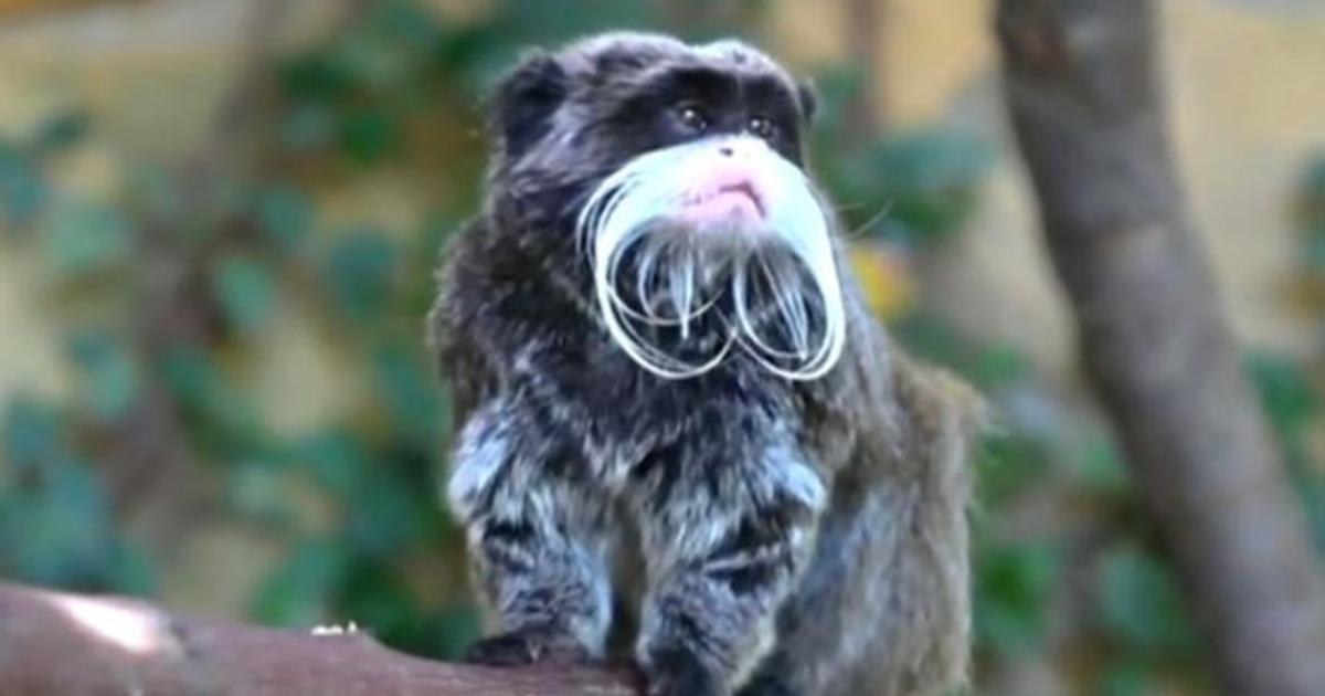2 emperor tamarin monkeys missing from Dallas Zoo have been found, police say