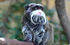 cbsn-fusion-police-looking-for-man-in-connection-with-2-monkeys-stolen-from-dallas-zoo-thumbnail-1673977-640x360.jpg 