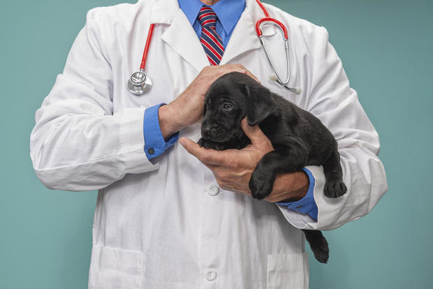 Male veterinarian holding and petting a black labrador puppy - 8 weeks old 