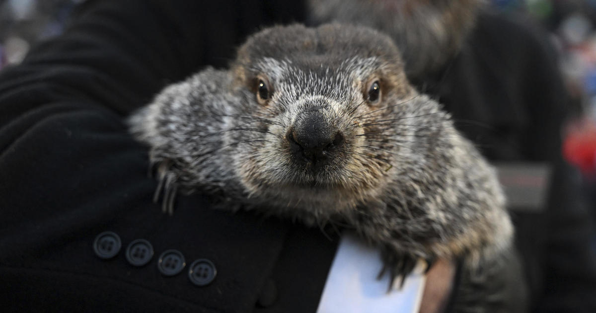 Groundhog Day 2023: Other rodents that purport to "predict" weather ...
