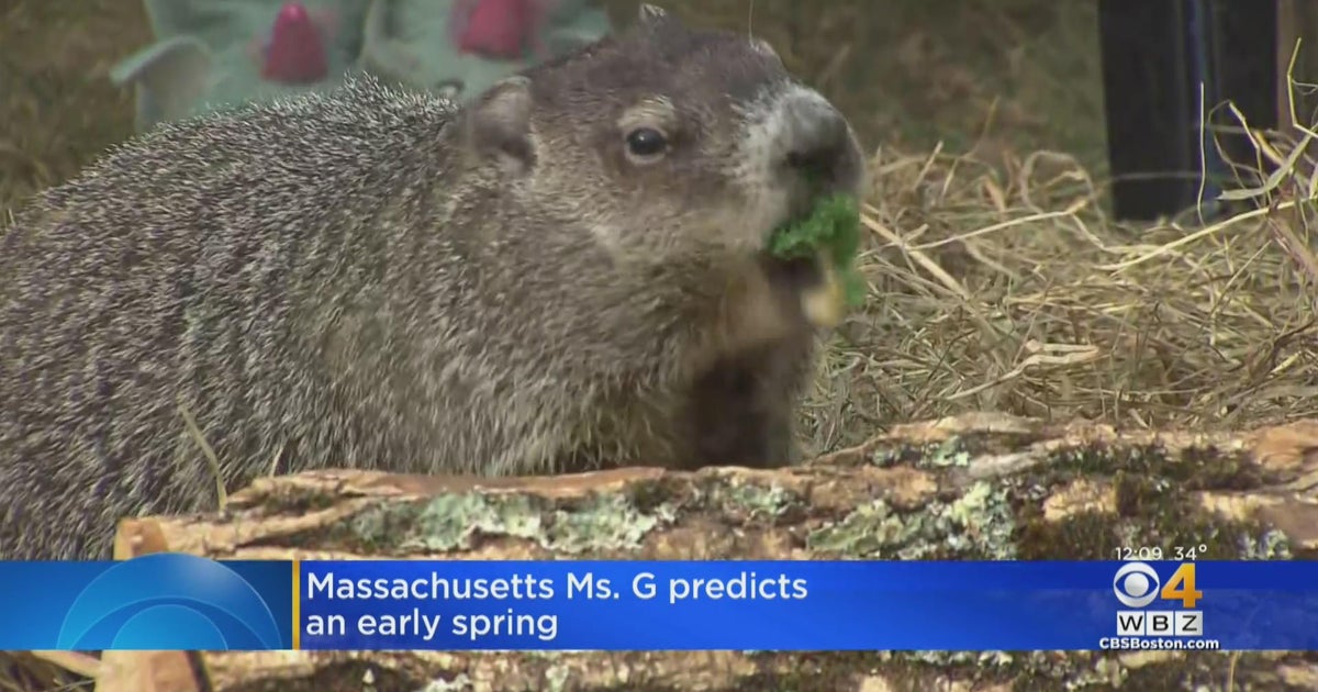 Massachusetts groundhog Ms. G predicts an early spring CBS Boston