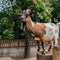 Zoo director killed and cooked 4 pygmy goats for holiday party in Mexico