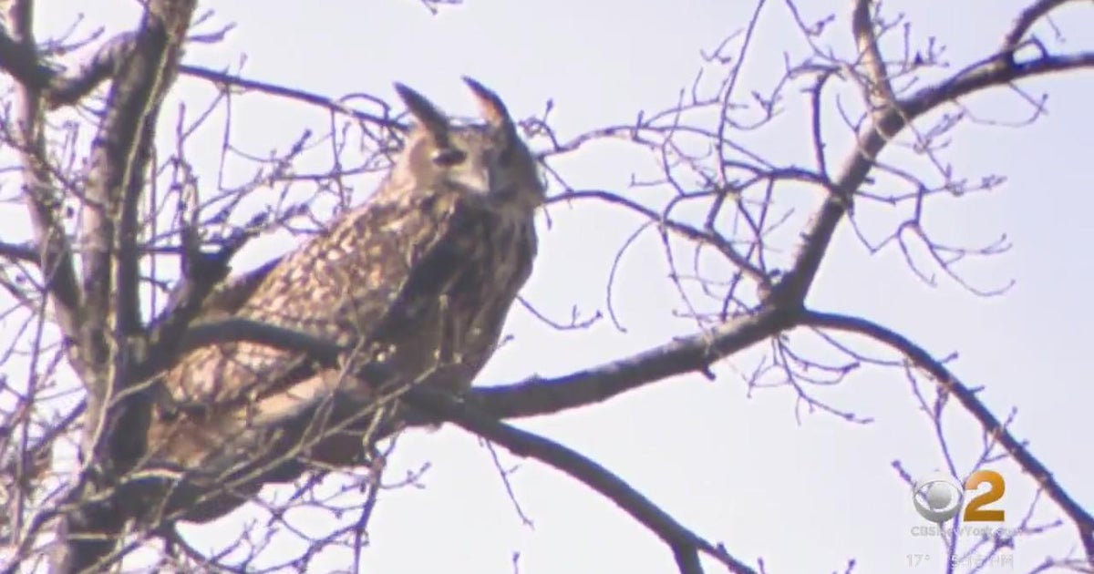 Owl escapes habitat at Central Park Zoo CBS New York