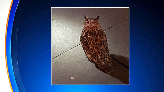 central-park-stolen-owl.gif 