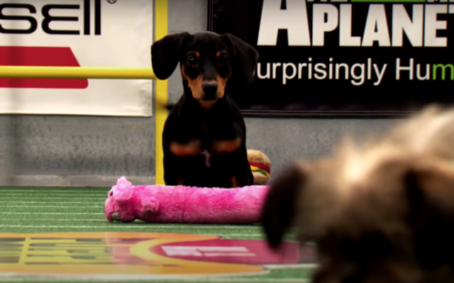 Puppy Bowl 2023 – How to Watch the Event on TV & Stream Online!, 2023  Puppy Bowl, 2023 Super Bowl, Dan Schachner, Super Bowl