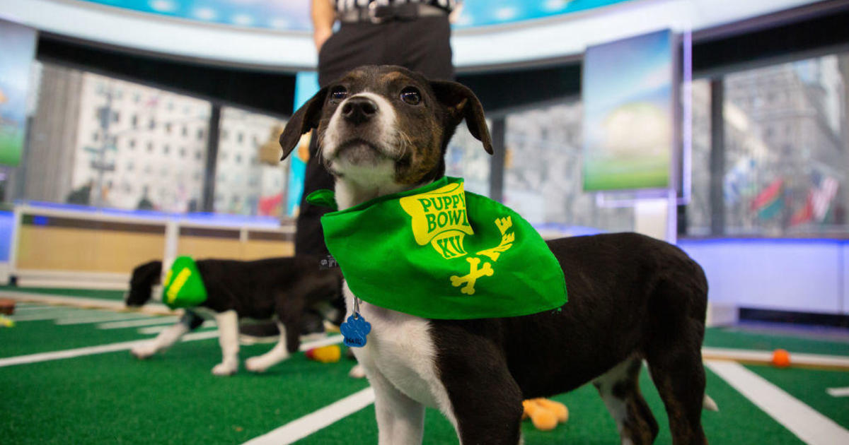 How to watch the 2023 Puppy Bowl XIX today
