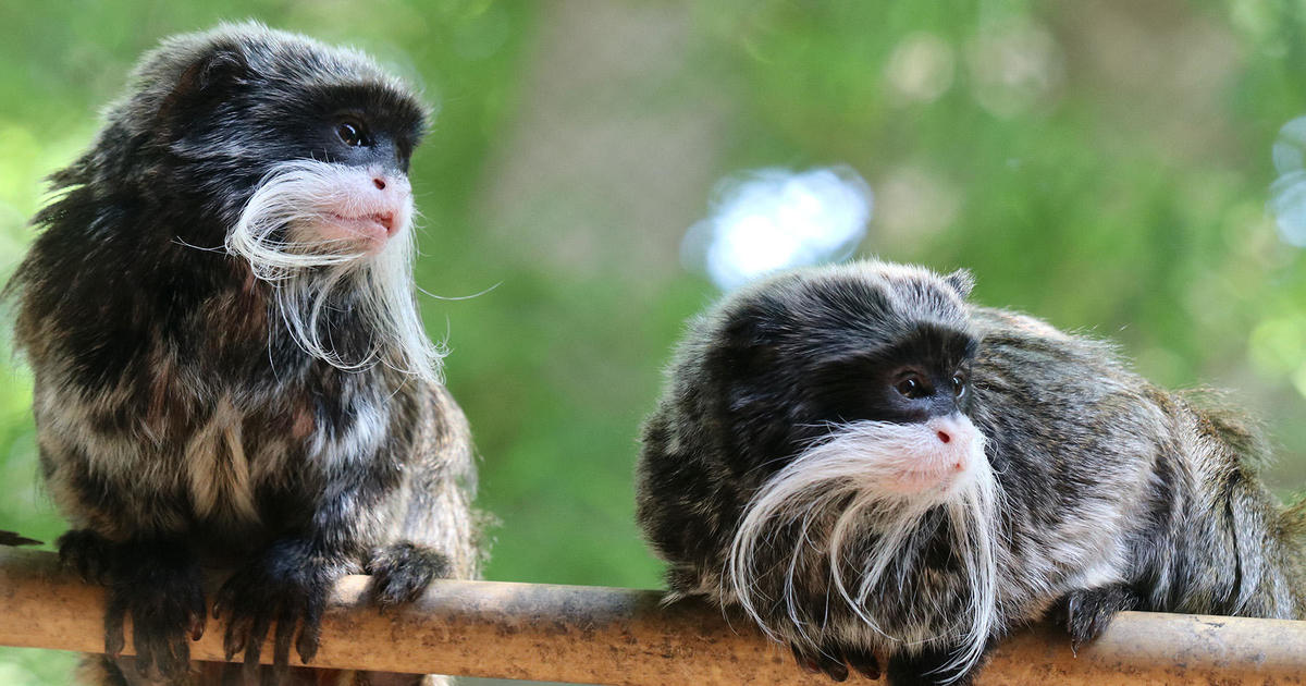 Texas man arrested for stealing 2 monkeys from Dallas Zoo says he'll do it again if released, court documents show