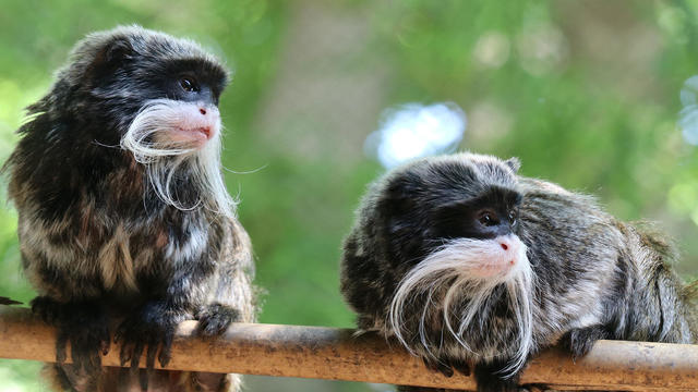 Emperor tamarin monkeys Bella and Finn 