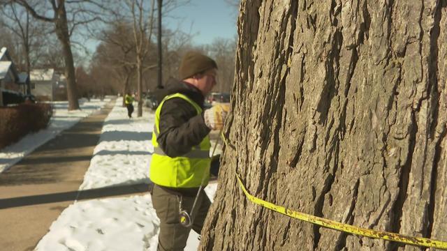 evanston-trees.jpg 