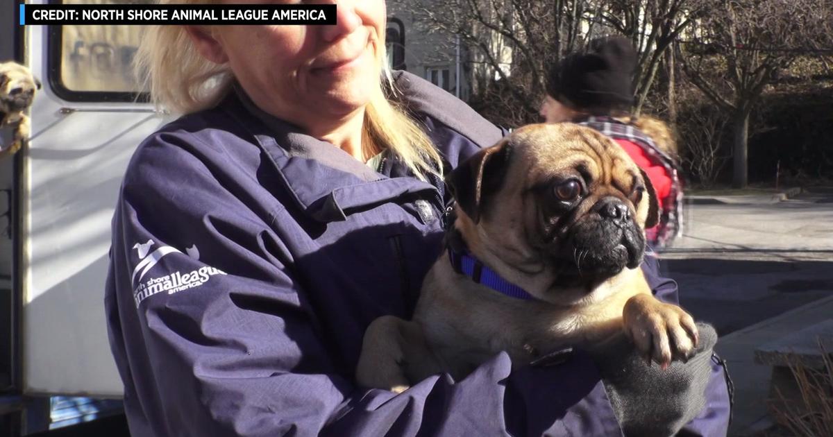 North shore animal store league