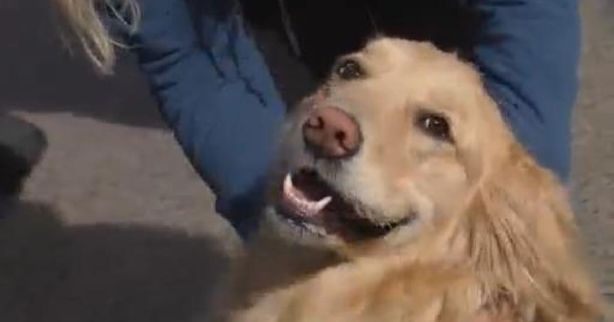 City Holds Annual Goldens In Golden Event Cbs Colorado