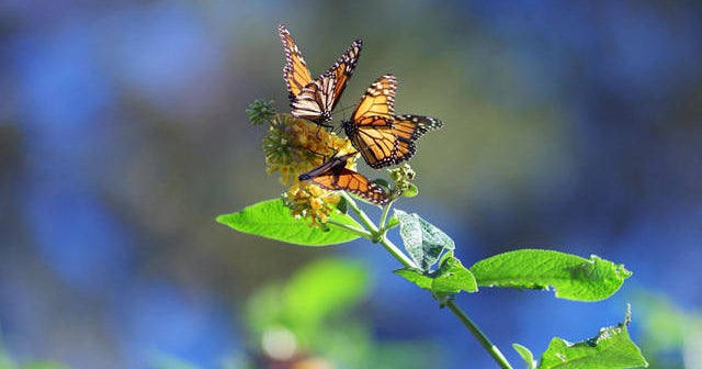 Nature Monarch butterflies in California CBS News