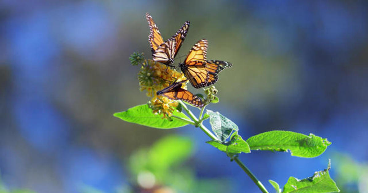 Nature: Monarch butterflies in California