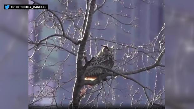 An owl sits in a tree. 
