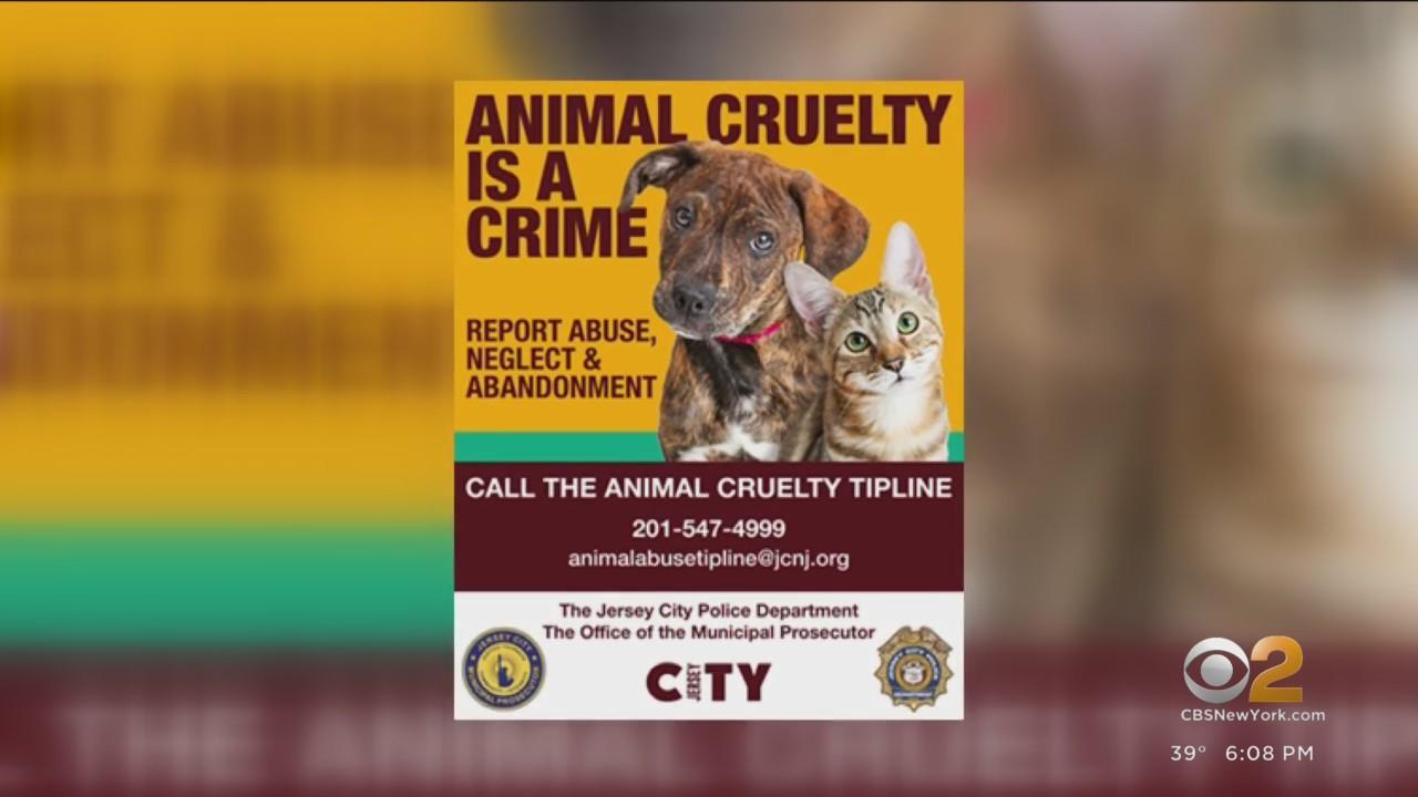 Jersey City launches anonymous tip line for animal cruelty - CBS New York