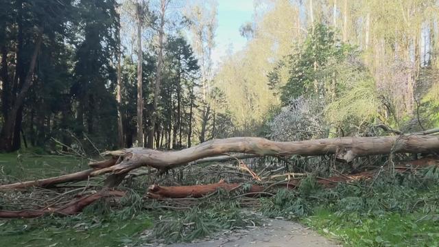 sf-park-tree-damage-020623.jpg 