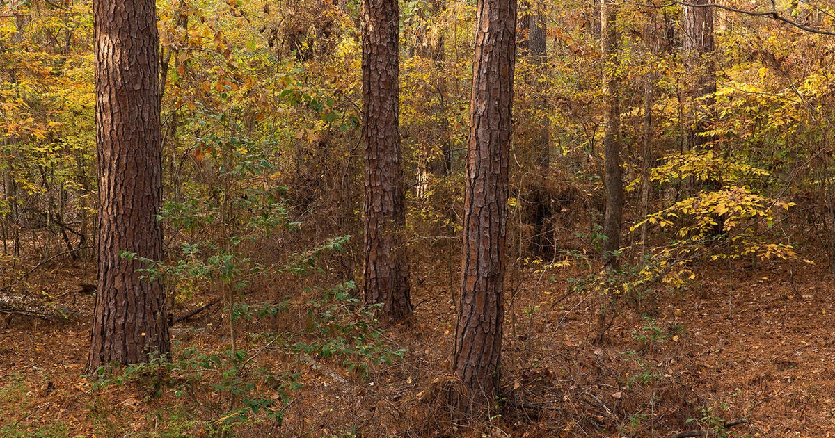 Gardening 101: Conifers to try