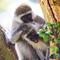 Tourist hotspot battles invasion of green monkeys: "They're everywhere"