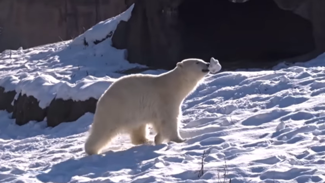 polar-bear-detroit-zoo.png 