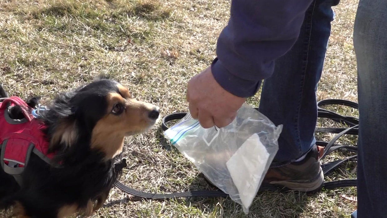 Long Island man and his dog Winston help find people's missing pets(01)