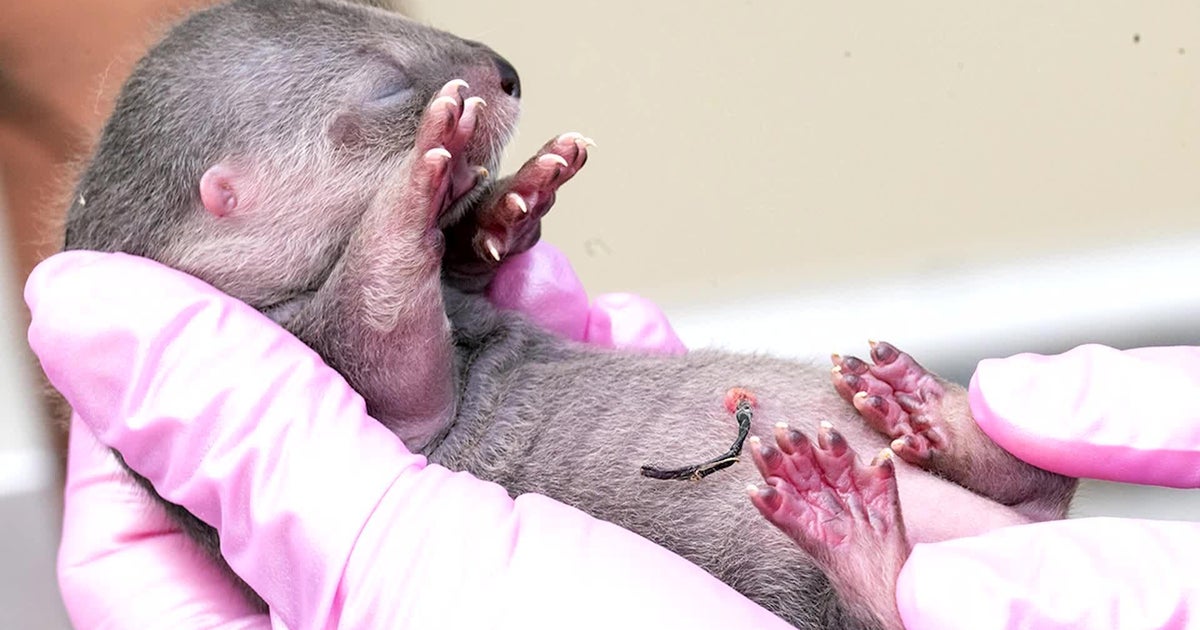 North American river otter gives start to 3 pups at Zoo Miami