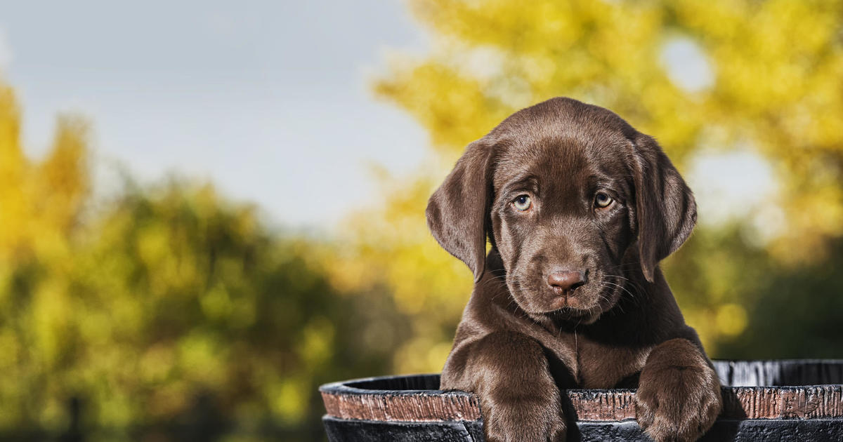 Do dogs need pet insurance? - CBS News