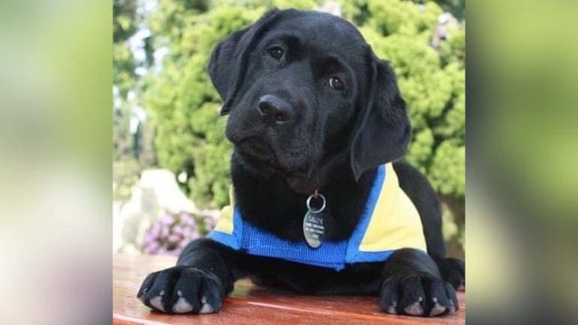service-dog-3.jpg 