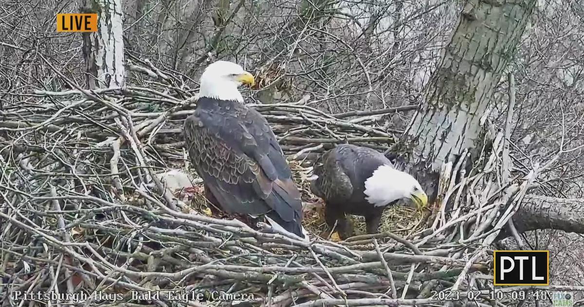 Eagles fans nesting in Pittsburgh