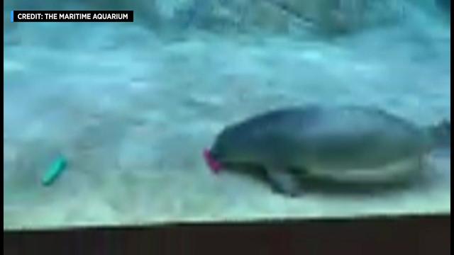 A seal picks up a red toy from the bottom of an aquarium pool. A green toy sits nearby. 