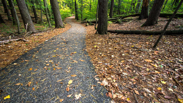 Paved Hiking Trail Through Autumn Forest In Hartwick Pines State Park In Michigan 