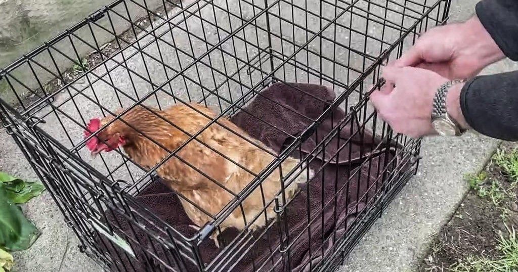 North Bay 'chicken geek' rents backyard hens to city folk - Vimarsana News