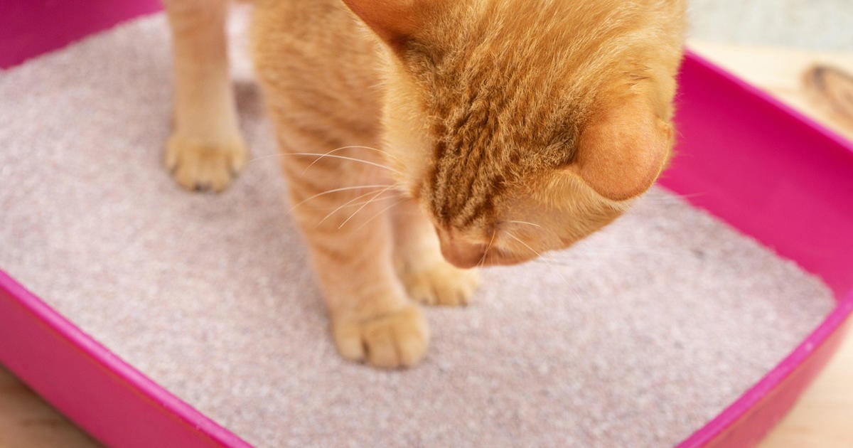 This Ohio animal shelter will write your ex’s name in a litterbox for Valentine’s Day