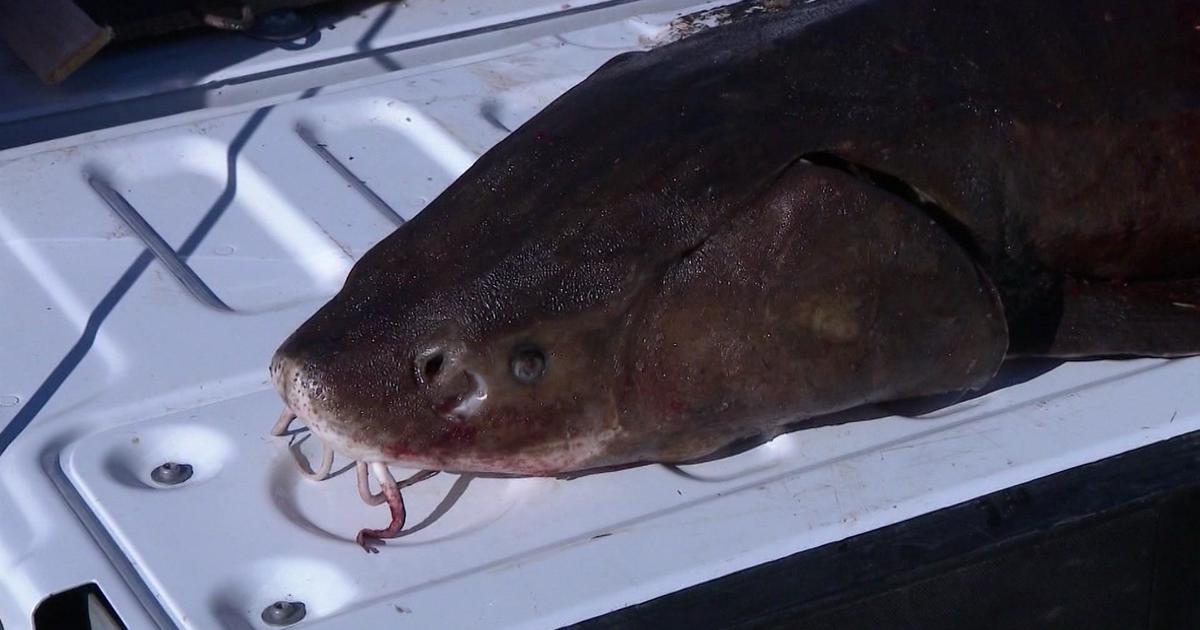 Sturgeon spearing season kicks off on Wisconsin's Lake Winnebago CBS