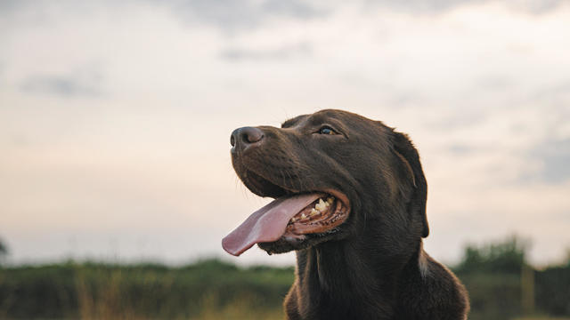 Profile shot of a happy chocolate labrador at sunset 