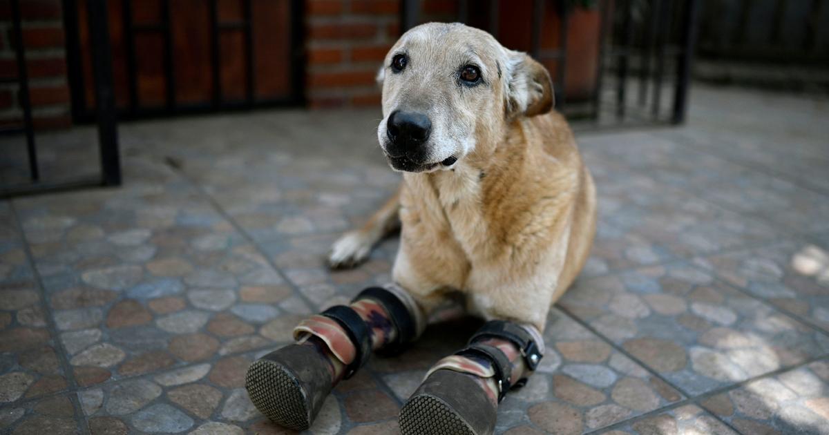Dog whose paws were cut off by drug cartel members is in the running to be "America's Favorite Pet"