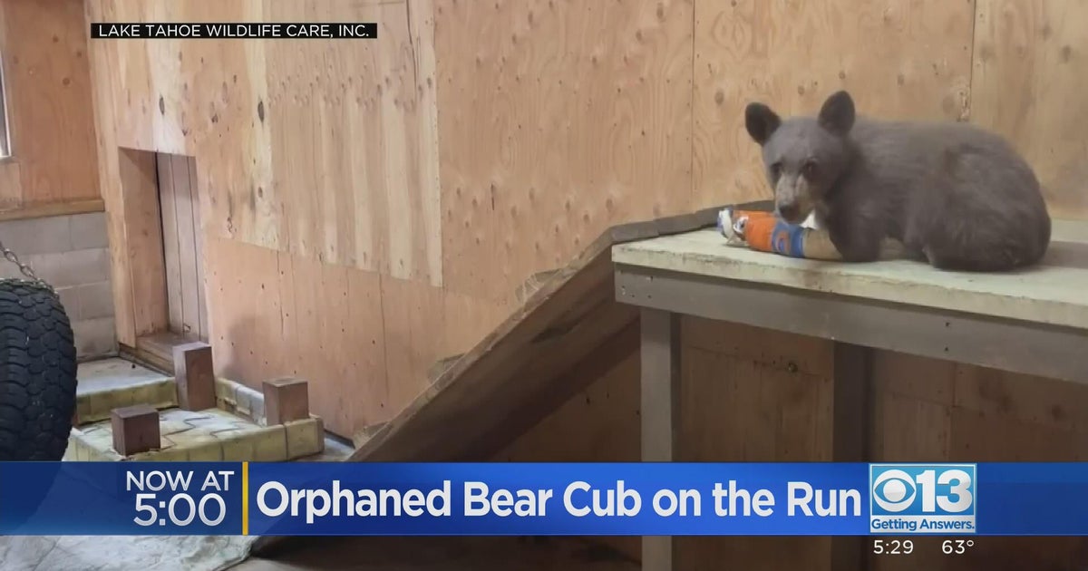 Orphaned bear cub on the run in Tahoe