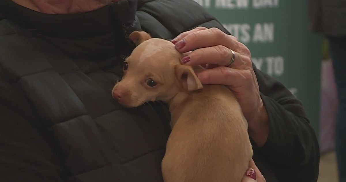 Puppy Bowl exposure makes impact at Sacramento SPCA