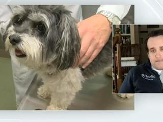 This is kind of like COVID for dogs: Dog flu spike leads to