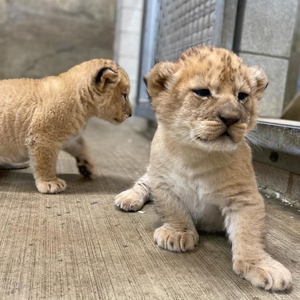 Lion cubs Lincoln Park Zoo.jpg 