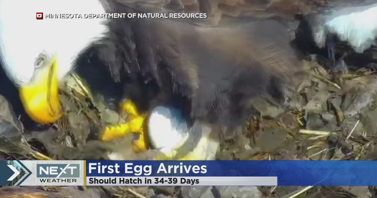 First Egg Of The Season Arrives In The DNR EagleCam Nest - CBS Minnesota