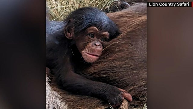 Lion Country Safari welcomes second rare baby chimpanzee - CBS Miami