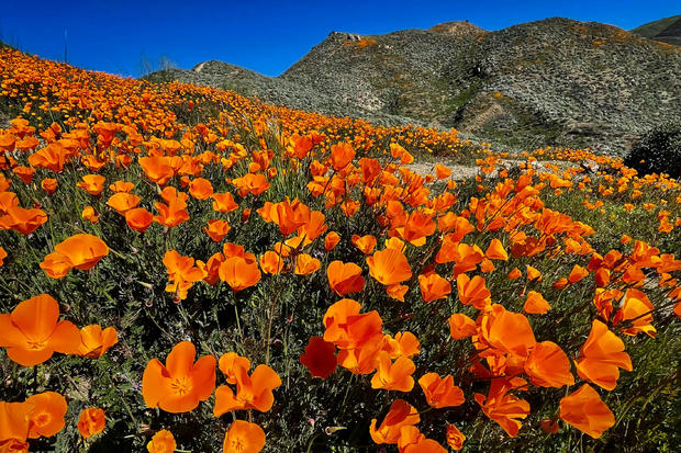 Lake Elsinore Closes Popular Wildflower Viewing Area in Walker Canyon 