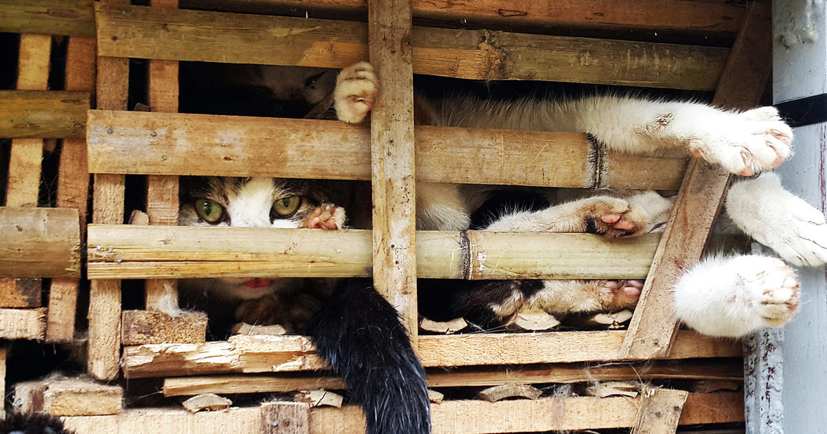 Police find 2,000 dead cats intended for use in traditional medicine in Vietnam