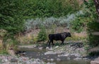 National Forest-Feral Cows 