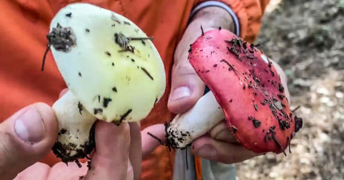 Expert forager finds abundance of wild mushrooms following storms