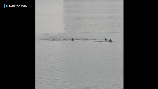 The fins of several dolphins can be seen sticking out of the water. 