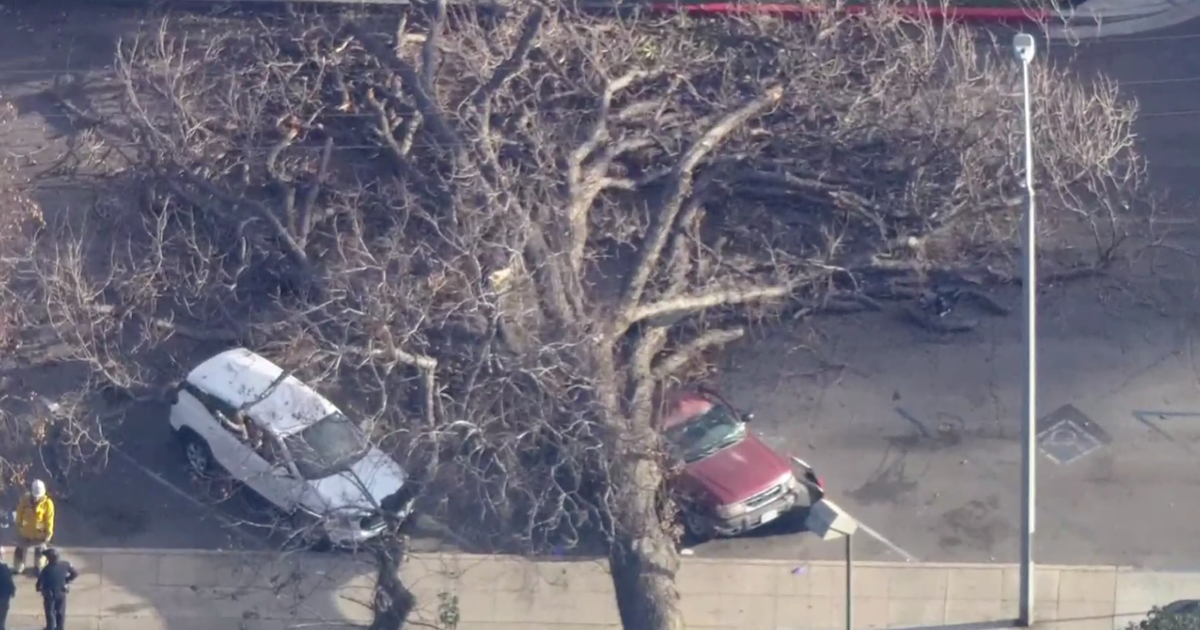 One dead after massive tree falls onto car in Anaheim - CBS Los Angeles