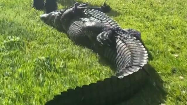 cbsn-fusion-alligator-kills-85-year-old-woman-in-florida-thumbnail-1731615-640x360.jpg 