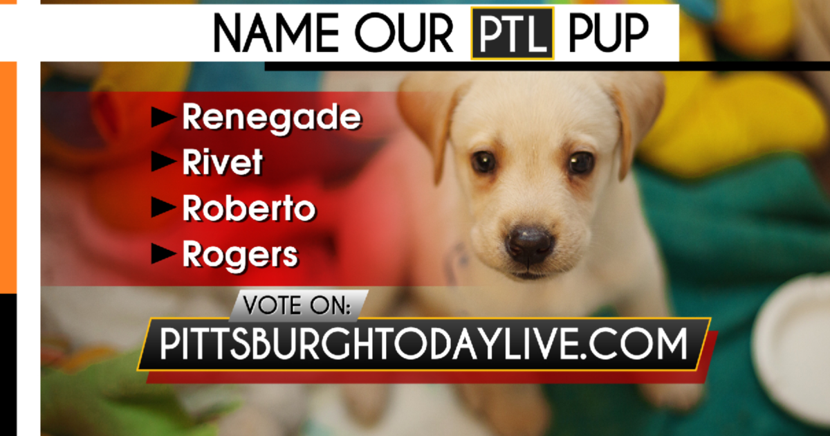 Help us name the new PTL pup - CBS Pittsburgh