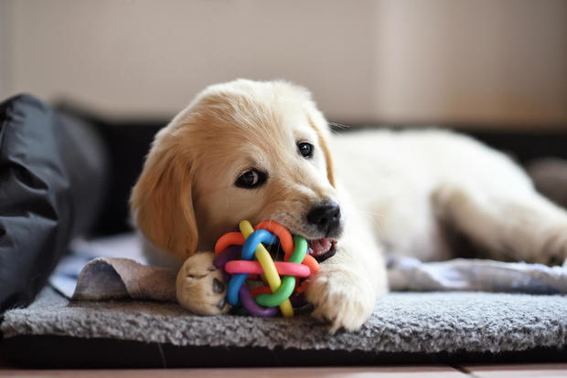 Golden retriever dog playing with puppy toy 